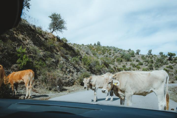 Kühe auf Straße Gola di Pirincanes Sardinien thealkamalsontheroad