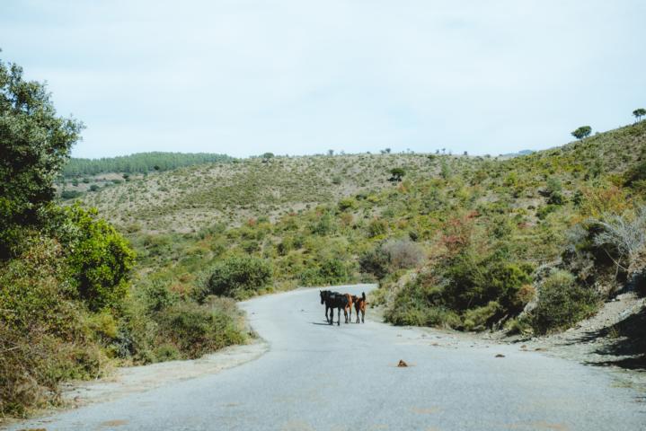 Pferde auf dem Weg zur Gola di Pirincanes Sardinien thealkamalsontheroad