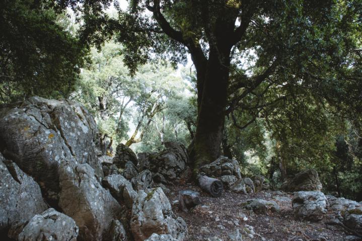 Steineichen wachsen am Wegrand Hochebene Wanderung Codula de sa Mela Sardinien thealkamalsontheroad