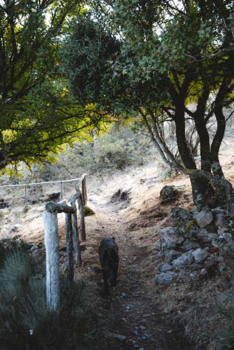Hund geht Richtung Gipfel<br />
Monte Novo San Giovanni Sardinien thealkamalsontheroad