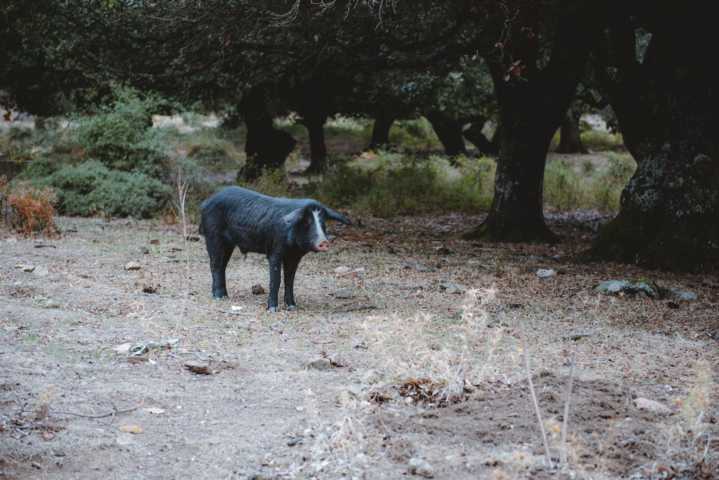 Schwein auf Straße<br />
Monte Novo San Giovanni Sardinien thealkamalsontheroad