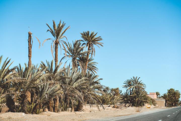 Palmen am Straßenrand Marokko thealkamalsontheroad