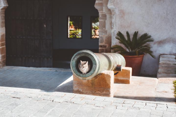 Katze in Kanonenrohr Rabat Marokko thealkamalsontheroad