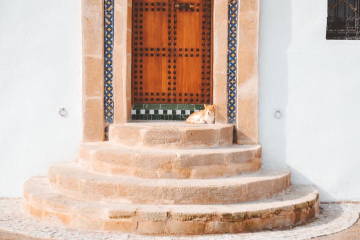 Katze an Hauseingang Rabat Marokko thealkamalsontheroad