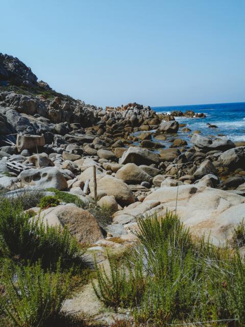 Gräser am Capu di Muru Korsika thealkamalsontheroad