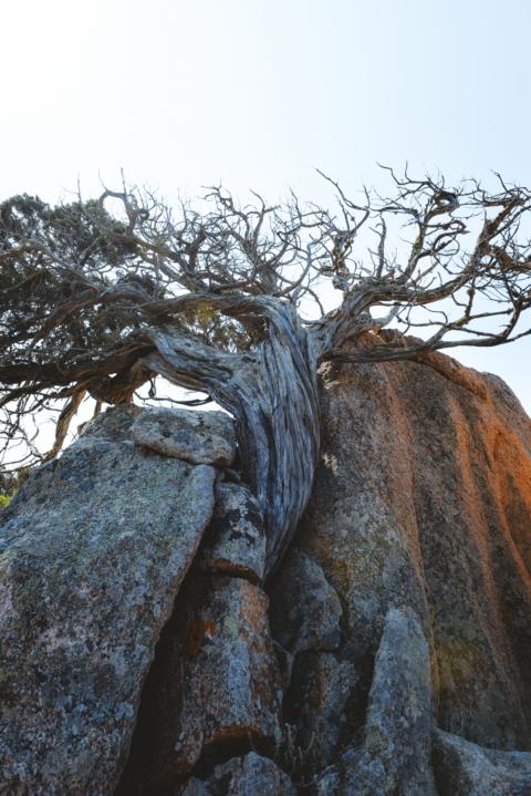 Bäume wachsen aus Stein Capu di Muru Korsika thealkamalsontheroad