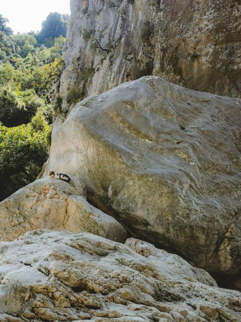 Eingang zur Schlucht mit Katze auf Felsen Gola di Gorropu Sardinien thealkamalsontheroad