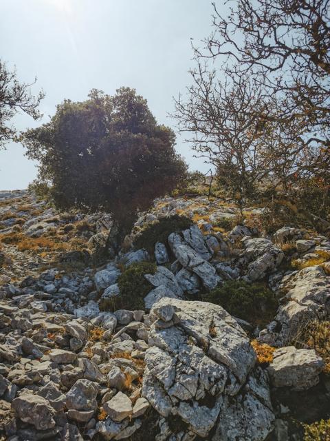 wenige Bäume auf der Hochebene Punta Catirina Sardinien thealkamalsontheroad