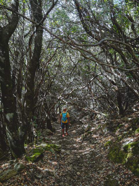 durch schattigen Wald wandern Schlucht Riu Pisciaroni Sardinien thealkamalsontheroad