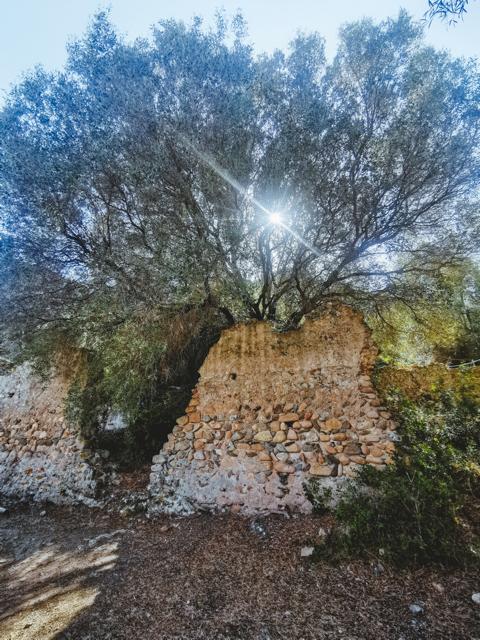 Mauerreste im Sonnenlicht Castello di Aquafreddo Sardinien thealkamalsontheroad