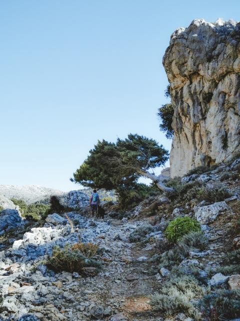 Herrliche Aussicht und schiefe Bäume in der Schlucht Sardinien thealkamalsontheroad