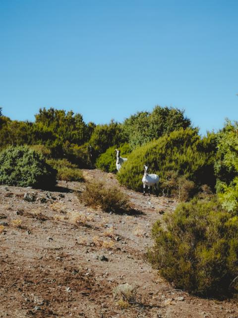 Ziegen stehen am Gebüsch Fennau Sardinien thealkamalsontheroad