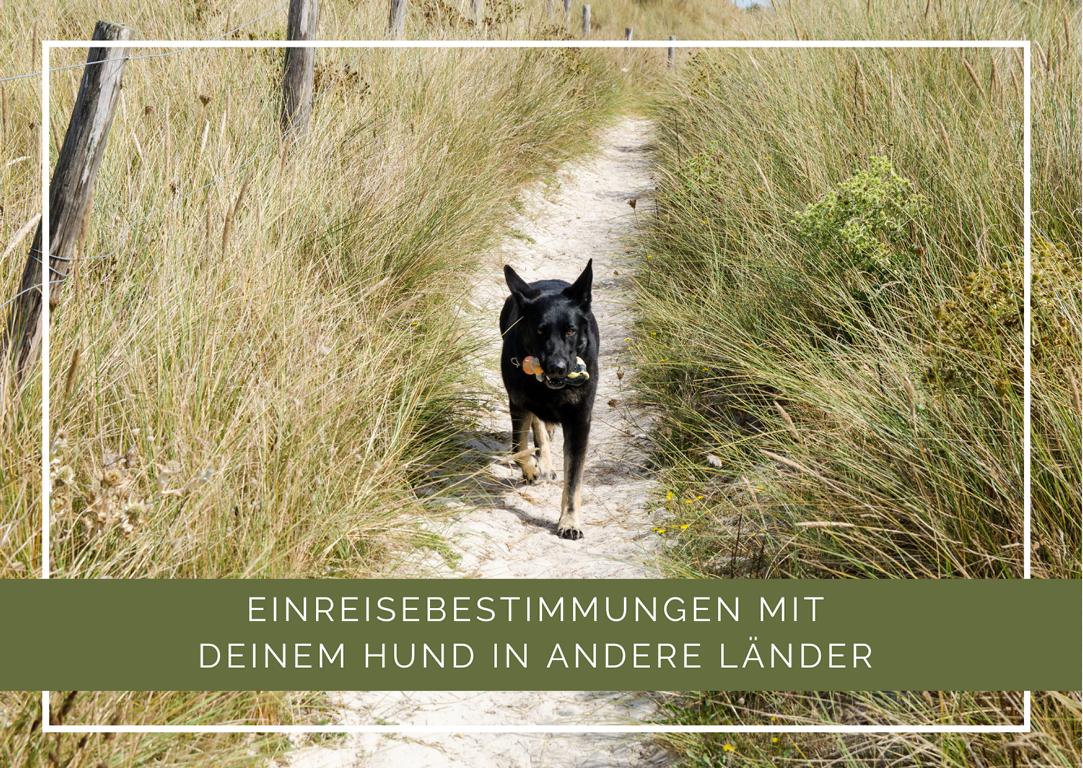 Hund läuft in den Dünen Einreisebestimmungen für deinen Hund in andere Länder thealkamalsontheroad