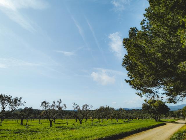 frisches Grün auf den Feldern und Olivenbäume Katalonien Spanien thealkamalsontheroad