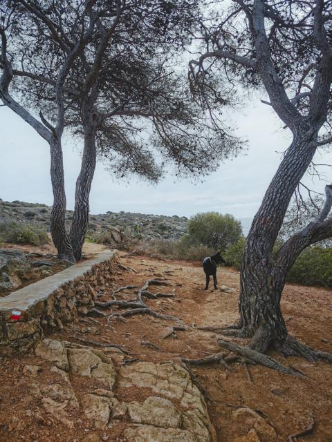 Ryok steht an einer Kiefer auf dem Camí de Ronda Katalonien Spanien thealkamalsontheroad