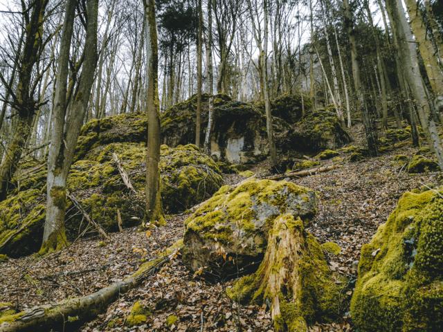 grüner Urwald im Altmühltal thealkamalsontheroad