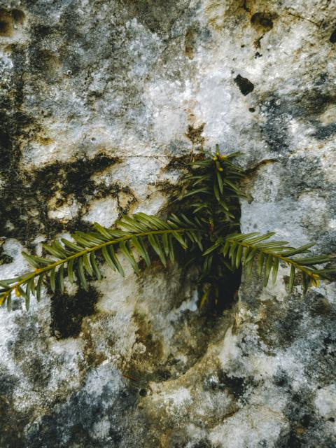 Grün welches aus dem Felsen wächst Altmühltal thealkamalsontheroad