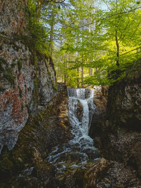 grüne Bäume am Lainbachwasserfall Alpen thealkamalsontheroad