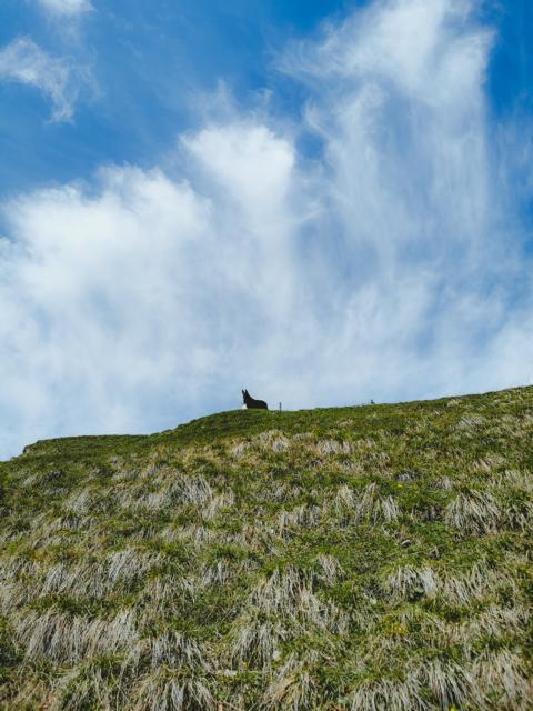 Ryok hält Ausschau an der Pfundalm Alpen thealkamalsontheroad