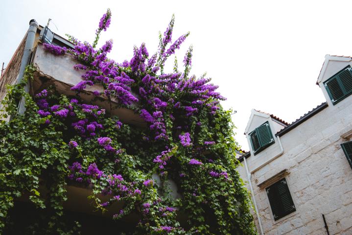 Lila Blumen in Makarska Kroatien thealkamalsontheroad