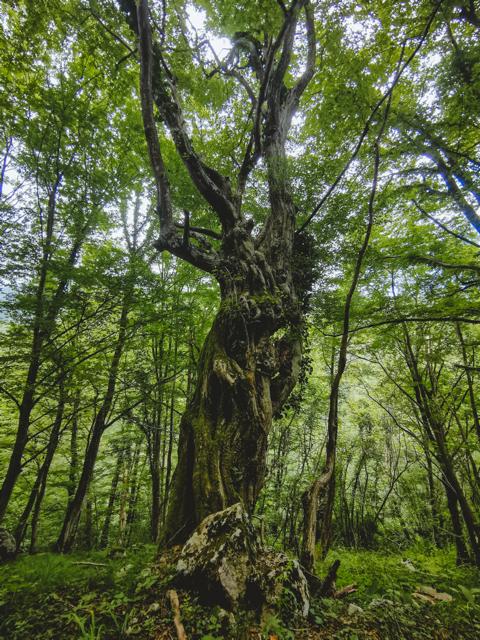 urige Bäume im Urwald Slowenien thealkamalsontheroad