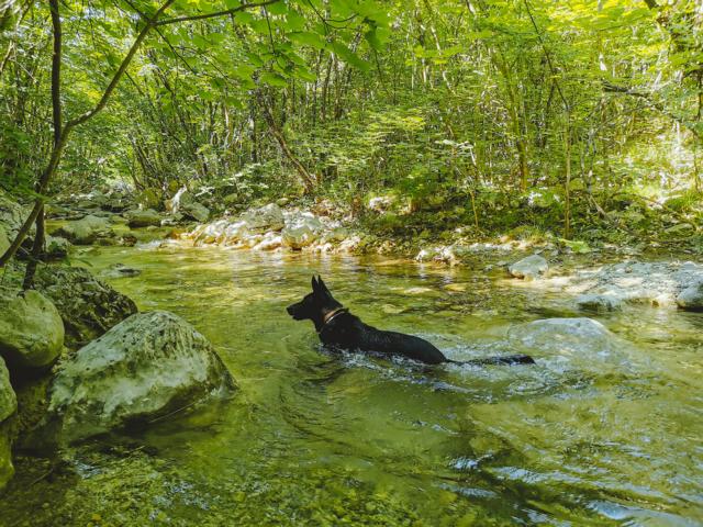 Ryok schwimmt in einem Fluss Paklenica-Nationalpark  Kroatien thealkamalsontheroad