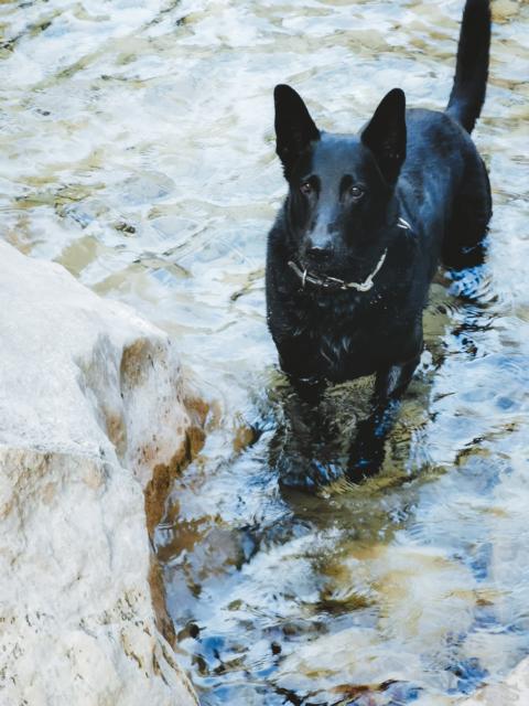 Ryok im Wasser Paklenica-Nationalpark  Kroatien thealkamalsontheroad