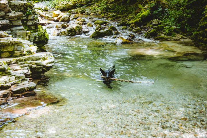 Ryok schwimmt im Fluss Soča  Slowenien thealkamalsontheroad