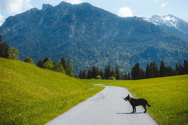 Ryok steht vor den Buckelwiesen Mittenwals Deutschland thealkamalsontheroad