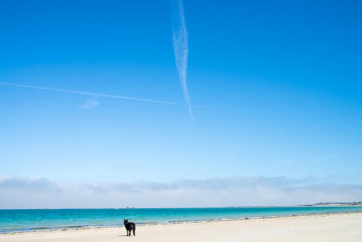 Hund steht am Meer in der Bretagne Frankreich thealkamalsontheroad