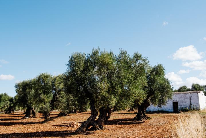 Olivenbäume in Apulien Italien thealkamalsontheroad