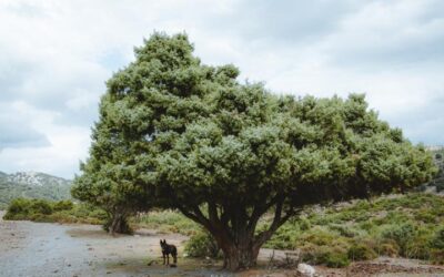 Wandern auf Sardinien: Codula de sa Mela