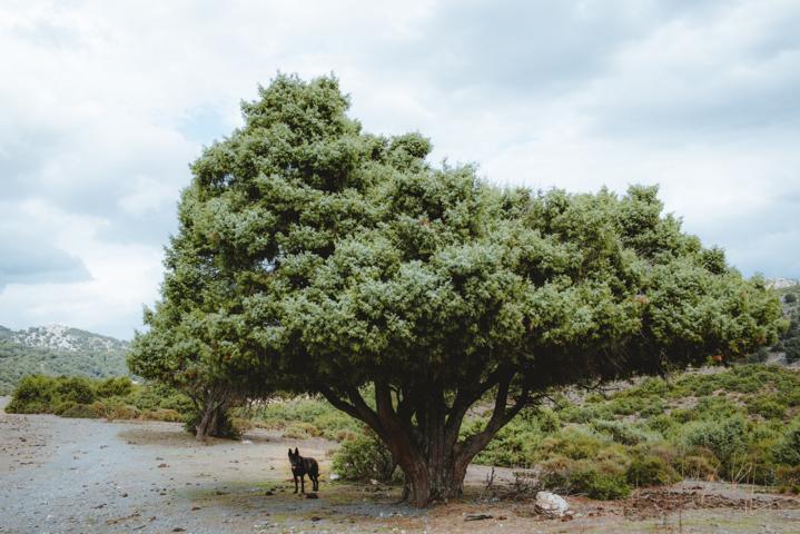 Ryok auf einer Hochebene unter einem Baum Sardinien thealkamalsontheroad