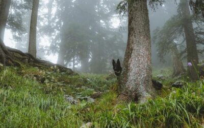 Wandern in den Alpen: Geierstein