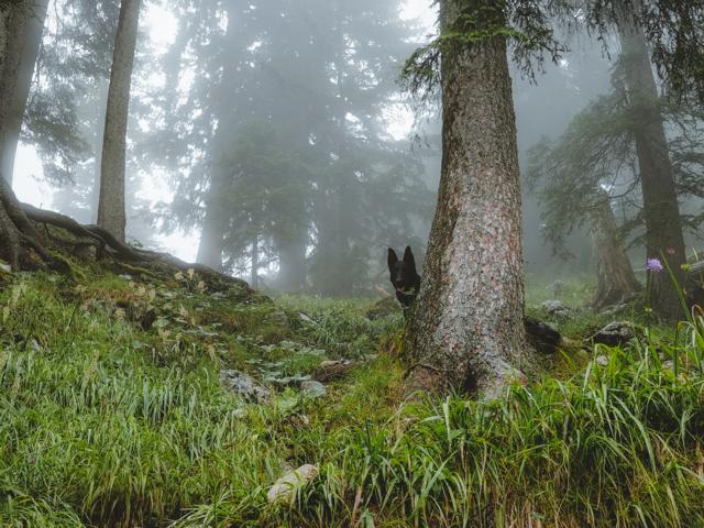 Ryok hinter einem Baum thealkamalsontheroad