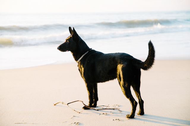 Urlaub mit Hund – Hundestrand