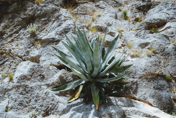 Agave kroatien thealkamalsontheroad