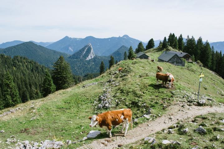 Kühe auf dem Weg zur Tegernseer Hütte Deutschland thealkamalsontheroad