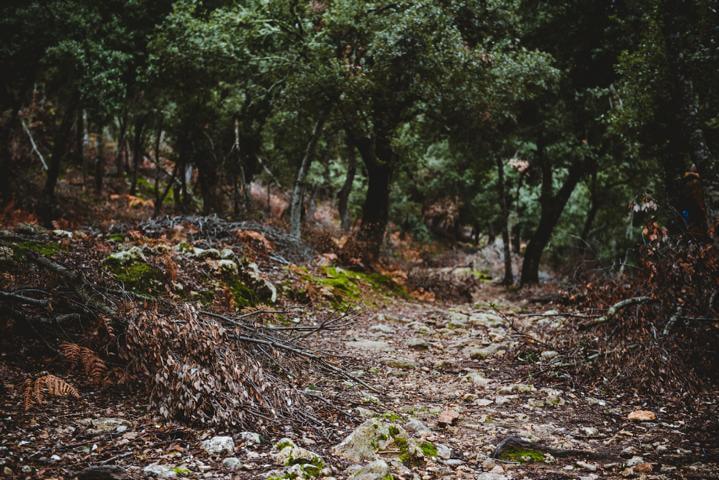 Steineichenwälder und Weg zum Puig de Massanella Mallorca thealkamalsontheroad