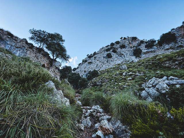 dichtes Gras am Puig de Massanella Mallorca thealkamalsontheroad