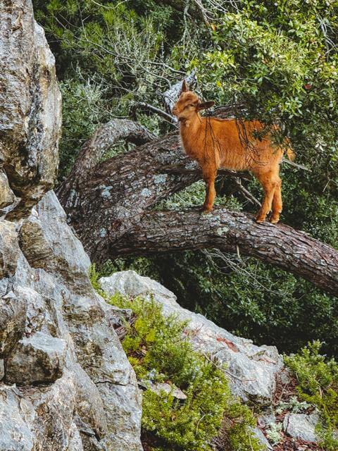 kleine Zioege steht auf dem Baum Puig de Massanella Mallorca thealkamalsontheroad