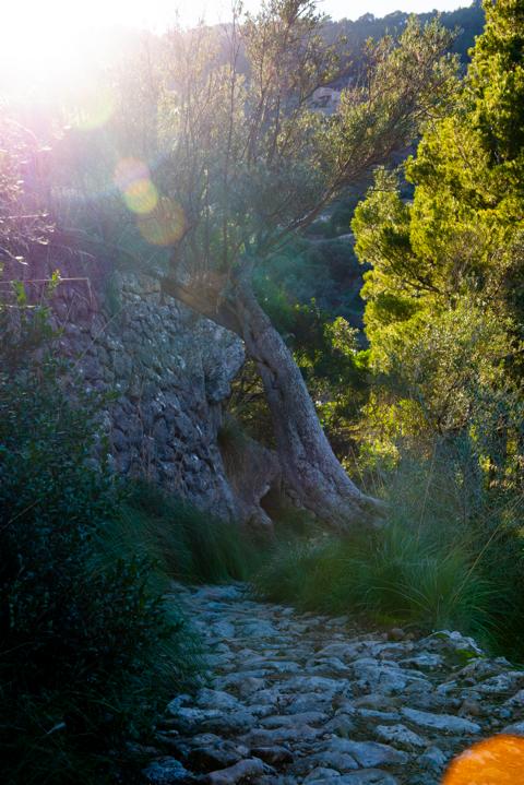 Lichterspiel auf der Wanderung Mallorca thealkamalsontheroad