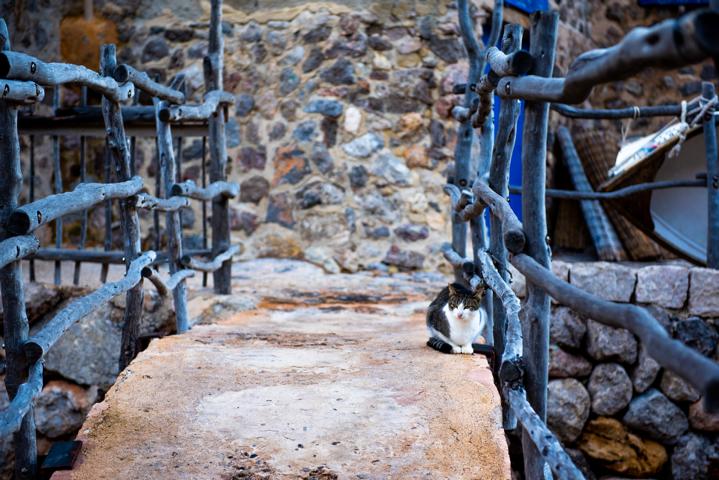 Katze auf Brücke in Deià Mallorca thealkamalsontheroad