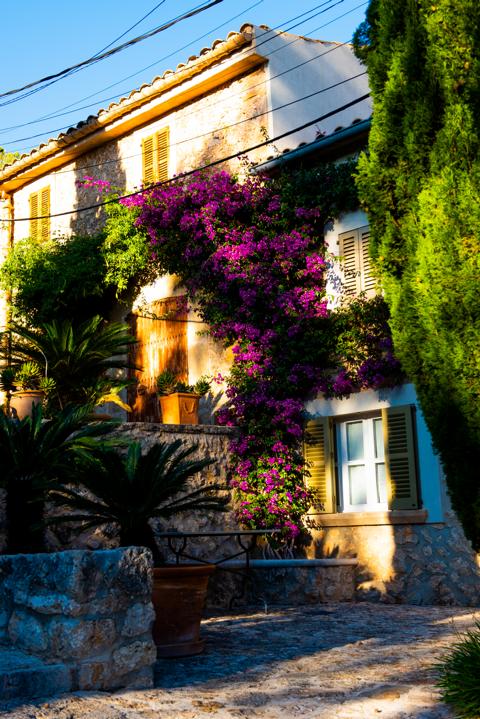 herrliche Blüten in Pollenca Mallorca thealkamalsontheroad