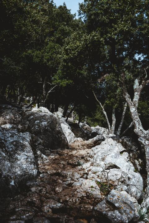 Weg durch Steineichenwälder Tossals Verds Mallorca thealkamalsontheroad