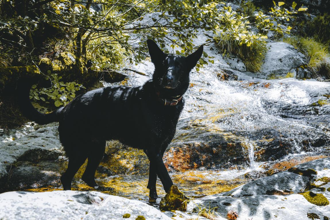 Ryok steht an einem Bach zum Trinken