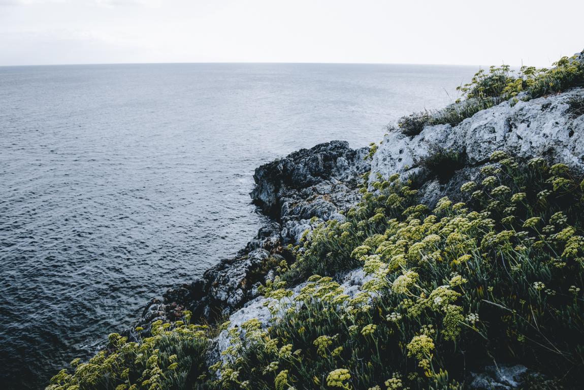 apulien-italien-thealkamalsontheroad (14) blühende Blumen am Südzipfel Italiens