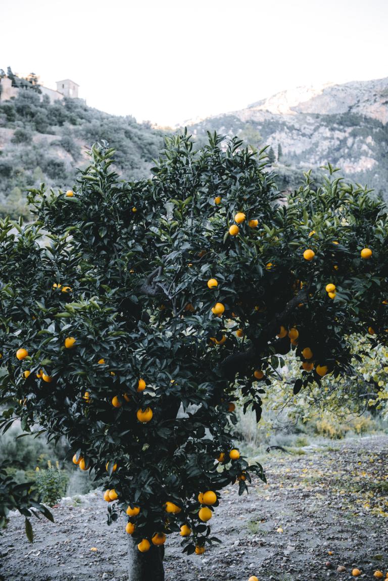 Limonenbaum auf Mallorca
