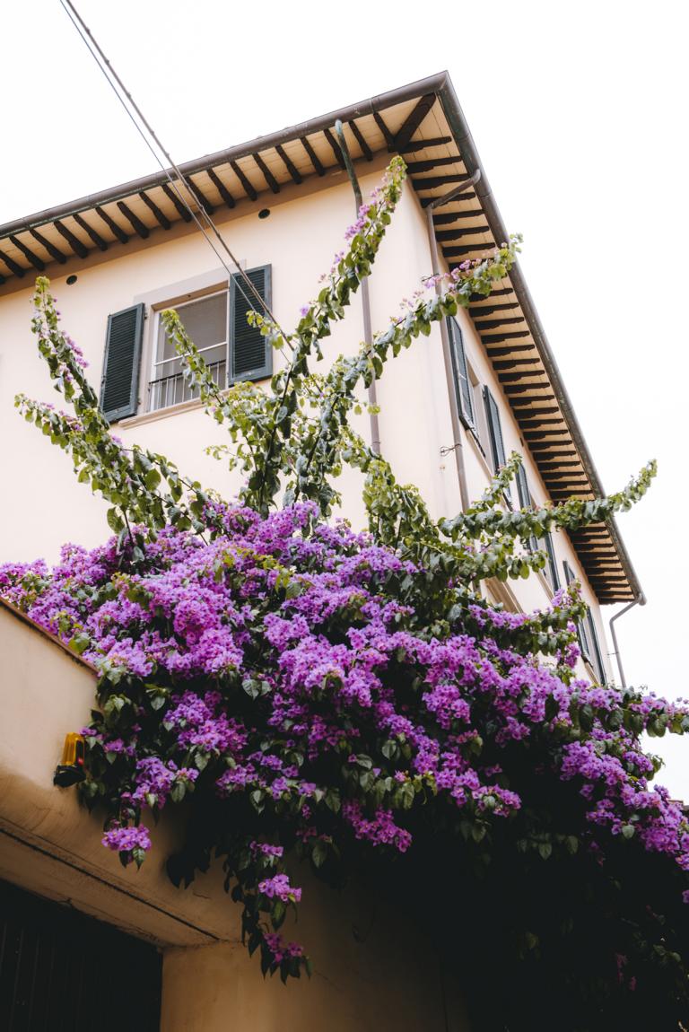 pisa-italien-thealkamalsontheroad (7) Lila Blumen ranken an einem Haus in Pisa