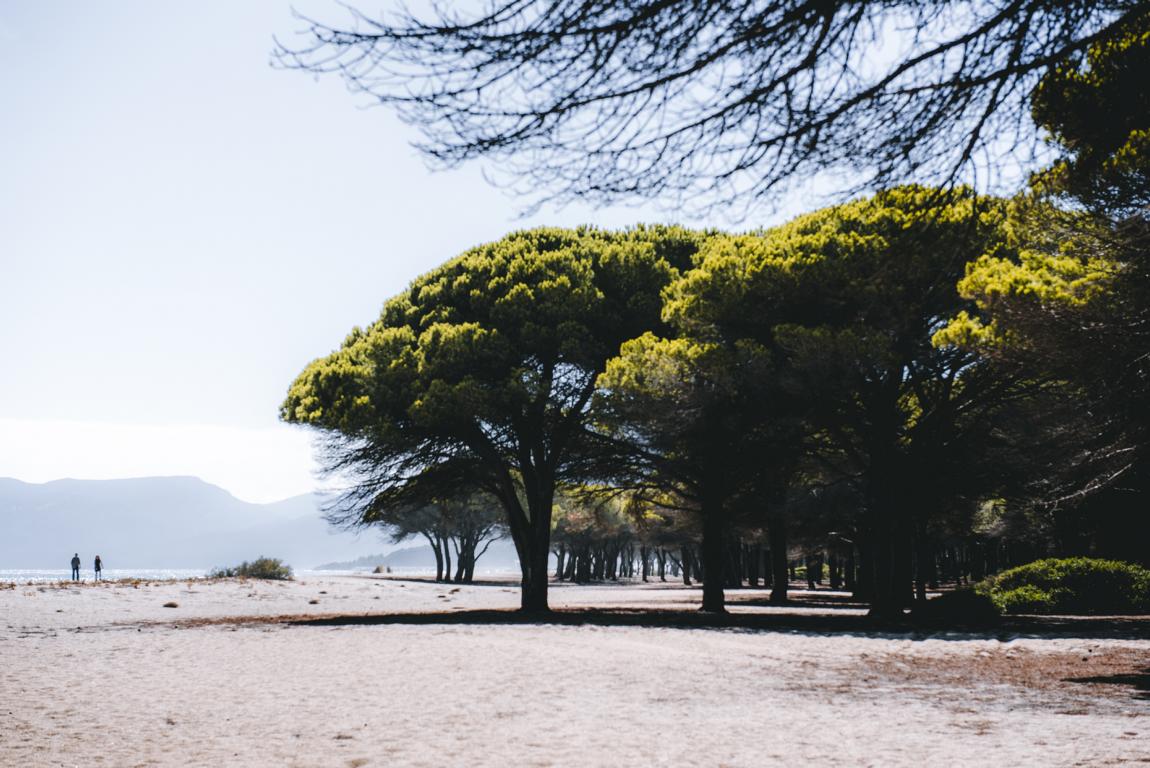 hohe Pinien am Strand